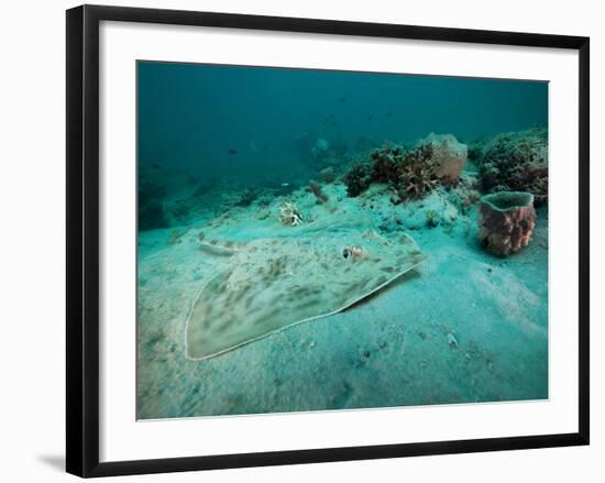 A Southern Stingray On the Sandy Bottom Off the Coast of Panama City, Florida-Stocktrek Images-Framed Photographic Print