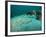 A Southern Stingray On the Sandy Bottom Off the Coast of Panama City, Florida-Stocktrek Images-Framed Photographic Print