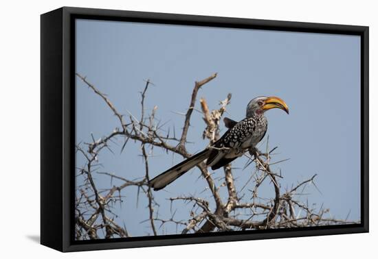 A Southern Yellow-Billed Hornbill, Tockus Leucomelas, Perching in a Thorny Tree-Alex Saberi-Framed Stretched Canvas