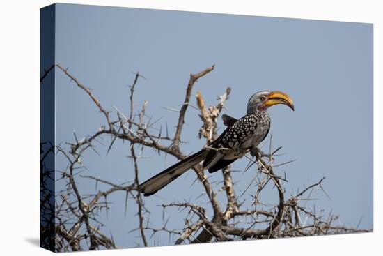 A Southern Yellow-Billed Hornbill, Tockus Leucomelas, Perching in a Thorny Tree-Alex Saberi-Stretched Canvas