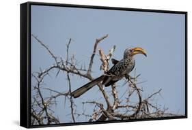 A Southern Yellow-Billed Hornbill, Tockus Leucomelas, Perching in a Thorny Tree-Alex Saberi-Framed Stretched Canvas