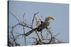 A Southern Yellow-Billed Hornbill, Tockus Leucomelas, Perching in a Thorny Tree-Alex Saberi-Stretched Canvas