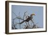 A Southern Yellow-Billed Hornbill, Tockus Leucomelas, Perching in a Thorny Tree-Alex Saberi-Framed Photographic Print