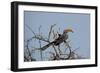 A Southern Yellow-Billed Hornbill, Tockus Leucomelas, Perching in a Thorny Tree-Alex Saberi-Framed Photographic Print