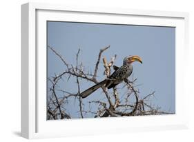 A Southern Yellow-Billed Hornbill, Tockus Leucomelas, Perching in a Thorny Tree-Alex Saberi-Framed Photographic Print