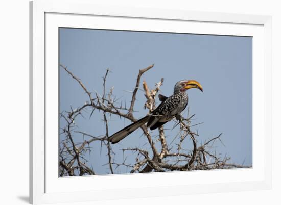 A Southern Yellow-Billed Hornbill, Tockus Leucomelas, Perching in a Thorny Tree-Alex Saberi-Framed Photographic Print