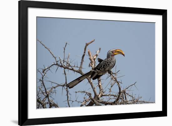 A Southern Yellow-Billed Hornbill, Tockus Leucomelas, Perching in a Thorny Tree-Alex Saberi-Framed Photographic Print