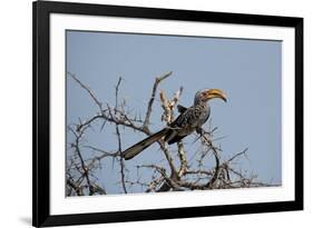A Southern Yellow-Billed Hornbill, Tockus Leucomelas, Perching in a Thorny Tree-Alex Saberi-Framed Photographic Print