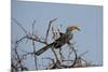 A Southern Yellow-Billed Hornbill, Tockus Leucomelas, Perching in a Thorny Tree-Alex Saberi-Mounted Photographic Print