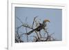 A Southern Yellow-Billed Hornbill, Tockus Leucomelas, Perching in a Thorny Tree-Alex Saberi-Framed Photographic Print