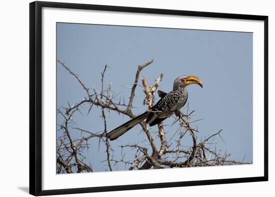 A Southern Yellow-Billed Hornbill, Tockus Leucomelas, Perching in a Thorny Tree-Alex Saberi-Framed Photographic Print