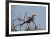 A Southern Yellow-Billed Hornbill, Tockus Leucomelas, Perching in a Thorny Tree-Alex Saberi-Framed Photographic Print