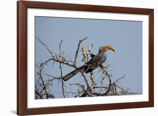 A Southern Yellow-Billed Hornbill, Tockus Leucomelas, Perching in a Thorny Tree-Alex Saberi-Framed Photographic Print