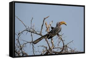 A Southern Yellow-Billed Hornbill, Tockus Leucomelas, Perching in a Thorny Tree-Alex Saberi-Framed Stretched Canvas