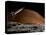 A Spaceship in Orbit over Mars Moon, Phobos, with the Red Planet Mars in the Background-null-Stretched Canvas