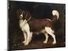 A Spaniel in a Landscape, 1784-George Stubbs-Mounted Giclee Print