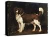 A Spaniel in a Landscape, 1784-George Stubbs-Stretched Canvas