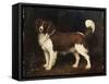 A Spaniel in a Landscape, 1784-George Stubbs-Framed Stretched Canvas