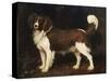 A Spaniel in a Landscape, 1784-George Stubbs-Stretched Canvas