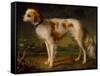 A Spaniel in a Landscape by Thomas Gainsborough-Thomas Gainsborough-Framed Stretched Canvas