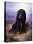 A Spaniel in the Highlands-Lilian Cheviot-Stretched Canvas