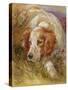 A Spaniel-James Jnr Hardy-Stretched Canvas