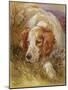 A Spaniel-James Jnr Hardy-Mounted Giclee Print