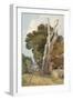 A Spanish Chestnut Tree Struck by Lightning (W/C & Pencil on Paper)-John Sell Cotman-Framed Giclee Print