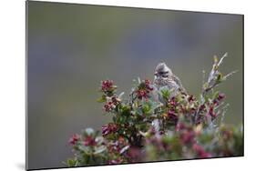 A Sparrow in Torres Del Paine National Park-Alex Saberi-Mounted Photographic Print