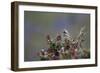 A Sparrow in Torres Del Paine National Park-Alex Saberi-Framed Premium Photographic Print