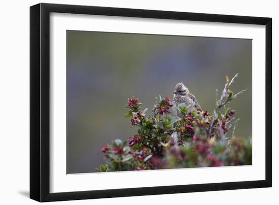 A Sparrow in Torres Del Paine National Park-Alex Saberi-Framed Premium Photographic Print