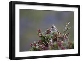 A Sparrow in Torres Del Paine National Park-Alex Saberi-Framed Premium Photographic Print