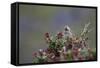 A Sparrow in Torres Del Paine National Park-Alex Saberi-Framed Stretched Canvas