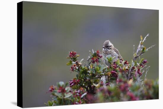 A Sparrow in Torres Del Paine National Park-Alex Saberi-Stretched Canvas