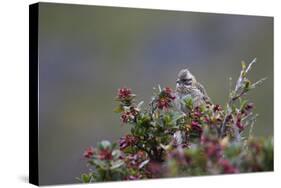 A Sparrow in Torres Del Paine National Park-Alex Saberi-Stretched Canvas