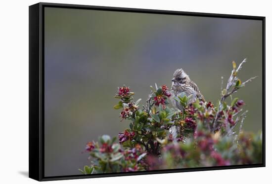 A Sparrow in Torres Del Paine National Park-Alex Saberi-Framed Stretched Canvas