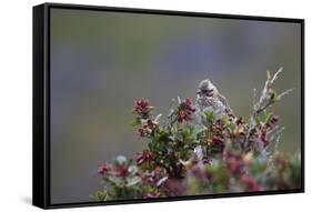 A Sparrow in Torres Del Paine National Park-Alex Saberi-Framed Stretched Canvas