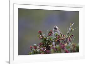 A Sparrow in Torres Del Paine National Park-Alex Saberi-Framed Photographic Print