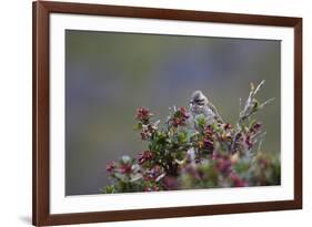 A Sparrow in Torres Del Paine National Park-Alex Saberi-Framed Photographic Print