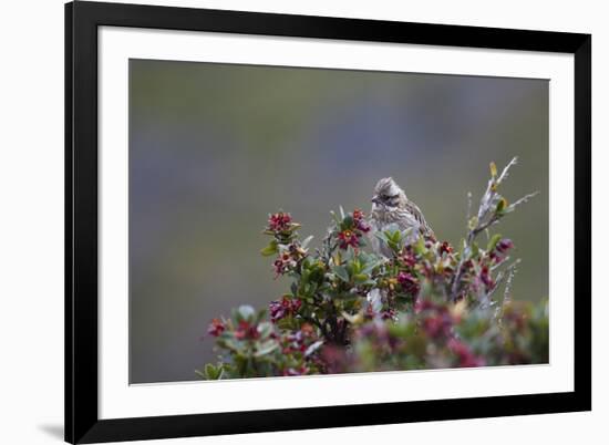 A Sparrow in Torres Del Paine National Park-Alex Saberi-Framed Photographic Print