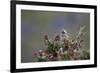 A Sparrow in Torres Del Paine National Park-Alex Saberi-Framed Photographic Print