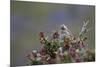 A Sparrow in Torres Del Paine National Park-Alex Saberi-Mounted Photographic Print