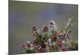 A Sparrow in Torres Del Paine National Park-Alex Saberi-Mounted Photographic Print