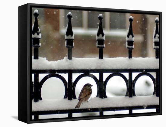 A Sparrow Surveys its Surroundings as It Stops to Rest on a Snow-Covered Fence-null-Framed Stretched Canvas