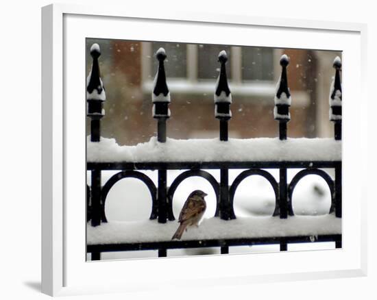 A Sparrow Surveys its Surroundings as It Stops to Rest on a Snow-Covered Fence-null-Framed Photographic Print