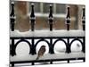 A Sparrow Surveys its Surroundings as It Stops to Rest on a Snow-Covered Fence-null-Mounted Photographic Print