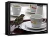 A Sparrow Trips Over a Tray-null-Framed Stretched Canvas