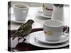 A Sparrow Trips Over a Tray-null-Stretched Canvas