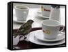 A Sparrow Trips Over a Tray-null-Framed Stretched Canvas