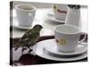 A Sparrow Trips Over a Tray-null-Stretched Canvas
